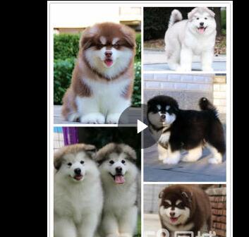 没时间照顾》大头金毛》包养活》找个好人家 没时间照顾》大头金毛》包养活》找个好人家